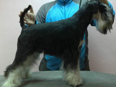 puppy - stene
