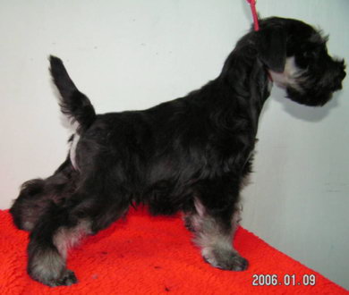 Vital Vis a Vis 2 months old