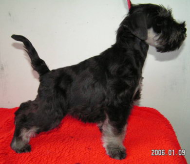 Vital Vis a Vis 2 months old
