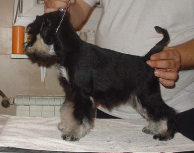 puppy - stene
