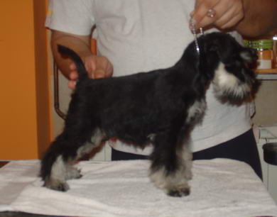puppy - stene