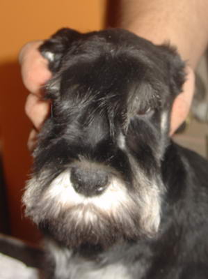 puppy - stene
