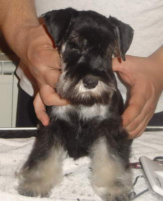 puppy - stene