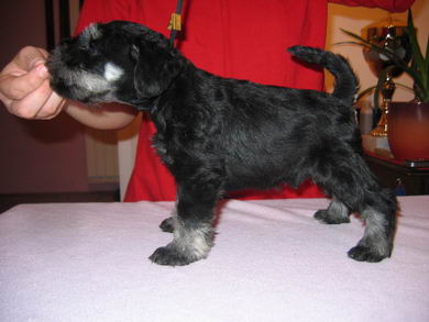 House Kazak puppy
