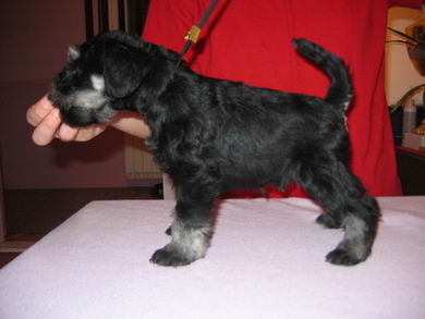 House Kazak puppy