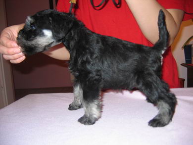 House Kazak puppy