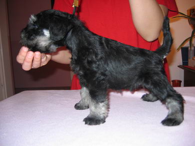 House Kazak puppy