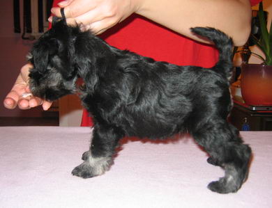 House Kazak puppy
