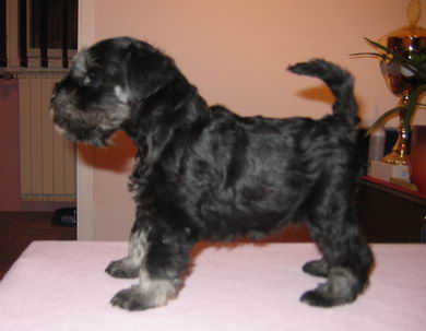 House Kazak puppy