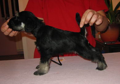 House Kazak puppy