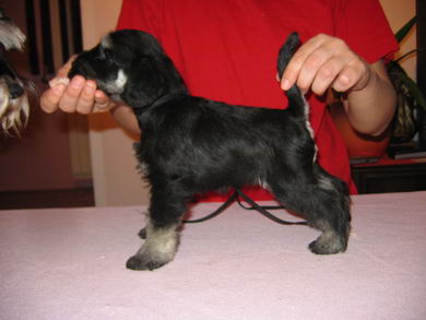 House Kazak puppy