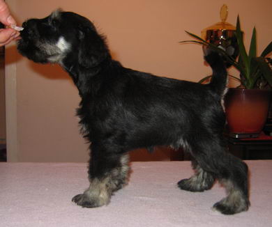 House Kazak puppy