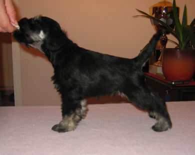 House Kazak puppy