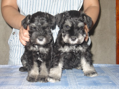 puppy - stene