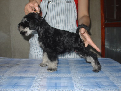 puppy - stene