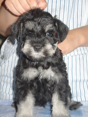puppy - stene