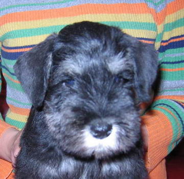 House Kazak puppy