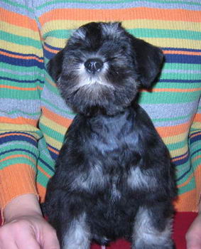 House Kazak puppy
