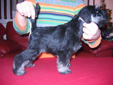 House Kazak puppy