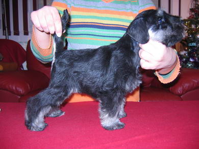 House Kazak puppy