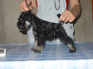 puppy - stene