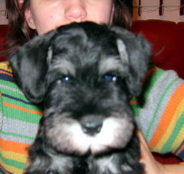 House Kazak puppy