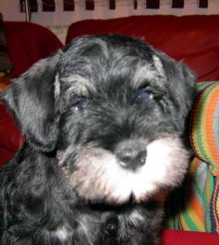 House Kazak puppy
