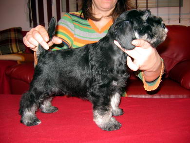 House Kazak puppy