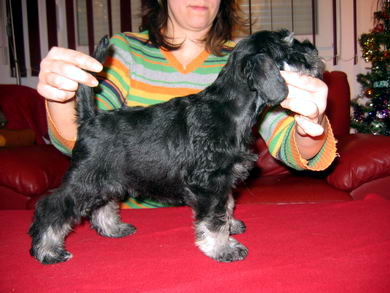 House Kazak puppy