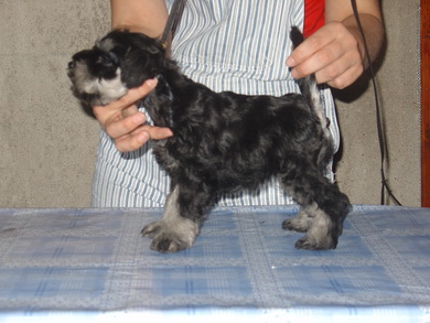 puppy - stene