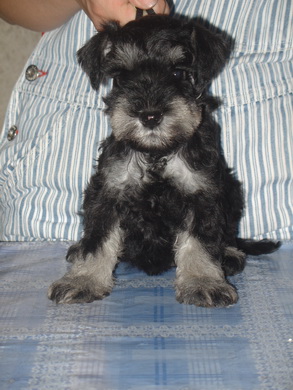 puppy - stene