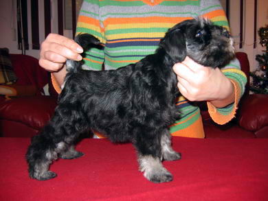House Kazak puppy