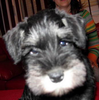 House Kazak puppy