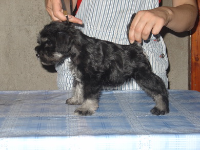 puppy - stene