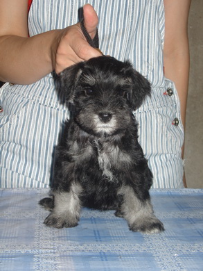 puppy - stene