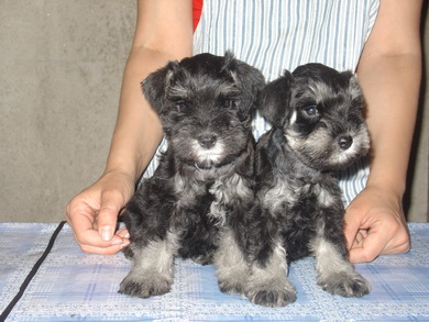 puppy - stene