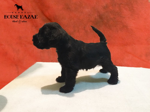 miniature schnauzer patuljasti snaucer