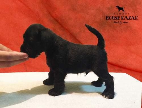 miniature schnauzer patuljasti snaucer