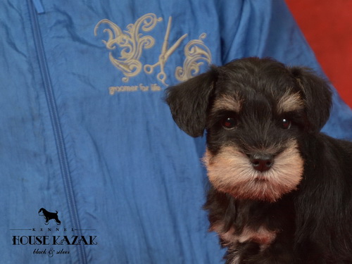 miniature schnauzer patuljasti snaucer