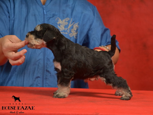 miniature schnauzer patuljasti snaucer