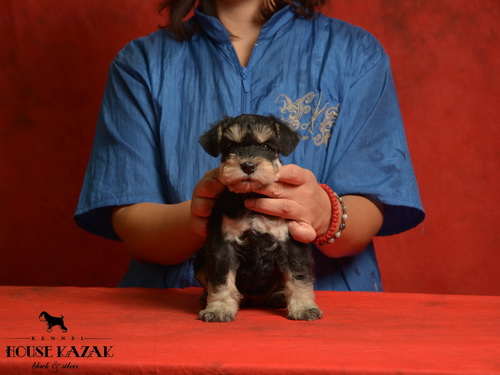 miniature schnauzer patuljasti snaucer