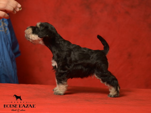 miniature schnauzer patuljasti snaucer