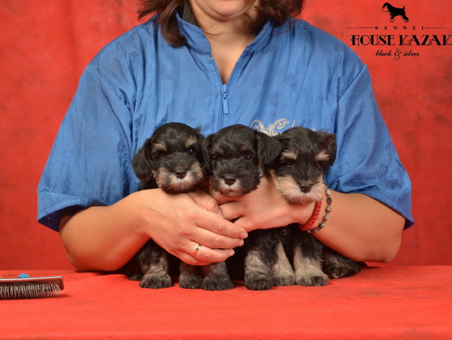 miniature schnauzer patuljasti snaucer