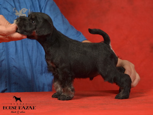 miniature schnauzer patuljasti snaucer