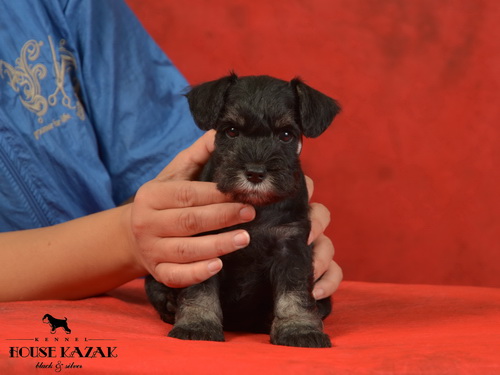 miniature schnauzer patuljasti snaucer