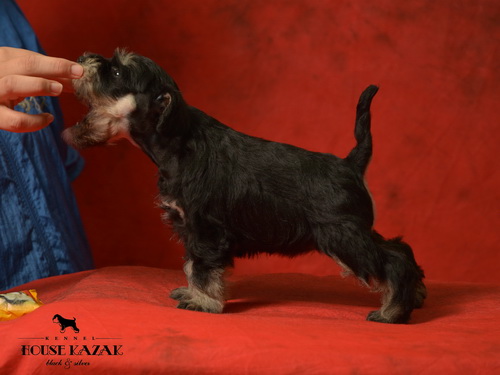 miniature schnauzer patuljasti snaucer