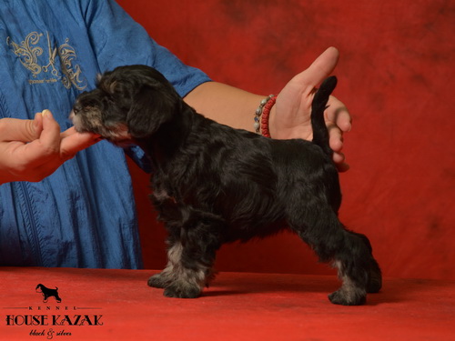 miniature schnauzer patuljasti snaucer