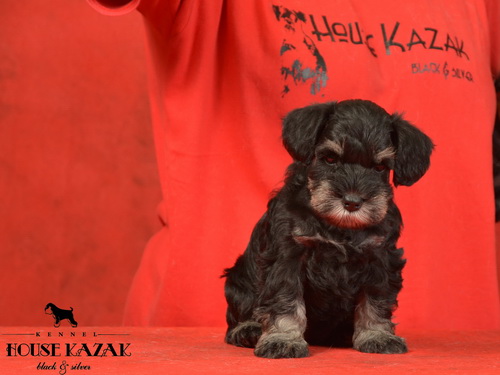 miniature schnauzer patuljasti snaucer