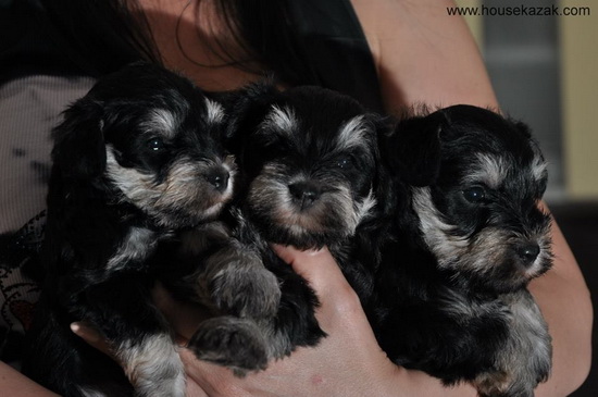 miniature schnauzer patuljasti snaucer