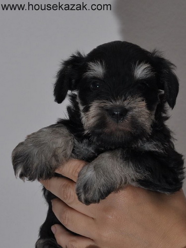 miniature schnauzer patuljasti snaucer